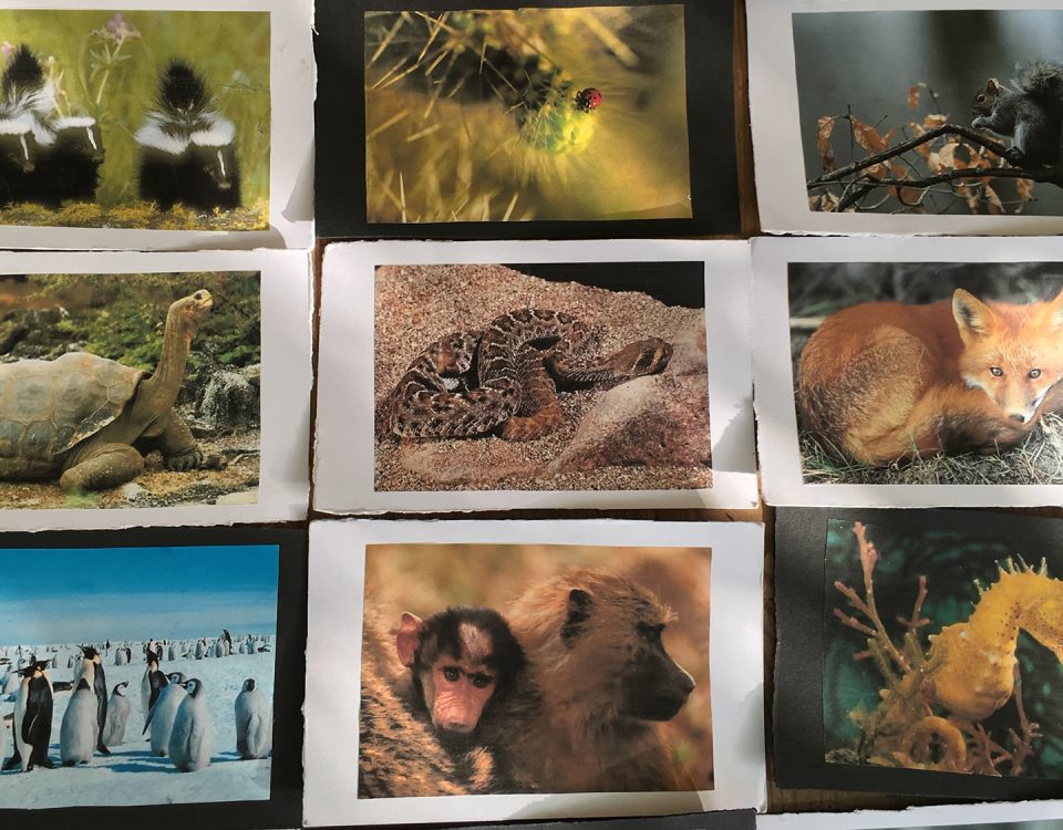 Photo of animal cards for group work