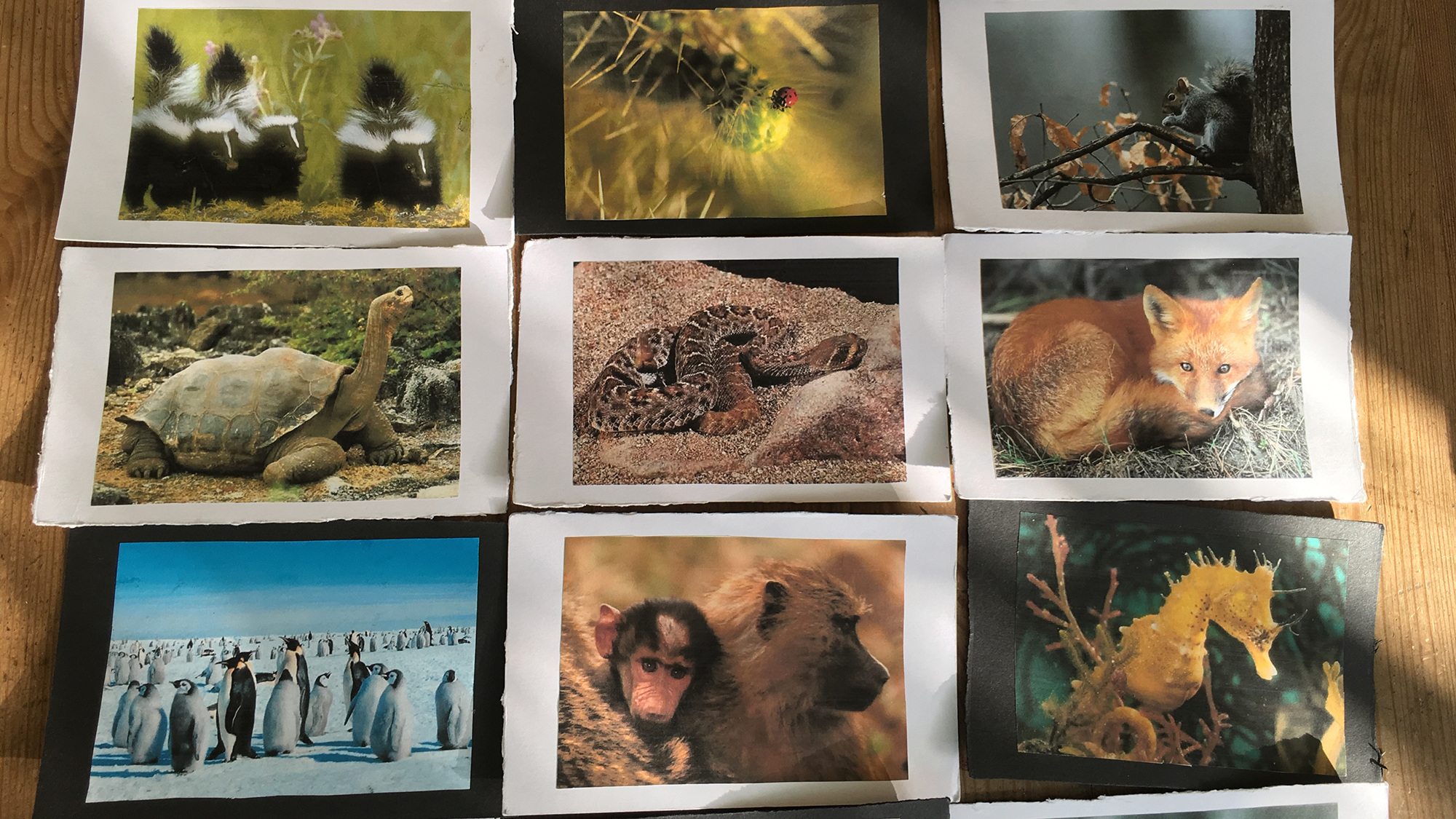 Photo of animal cards for group work